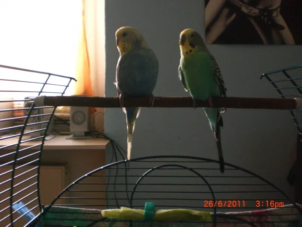 Wellensittich-Bild: Tweety und Sylvester Sommer 2011