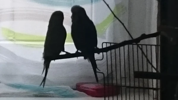 Wellensittich-Bild: Nicky und Lilly vergessen manchmal glatt, dass es bereits dunkel wird