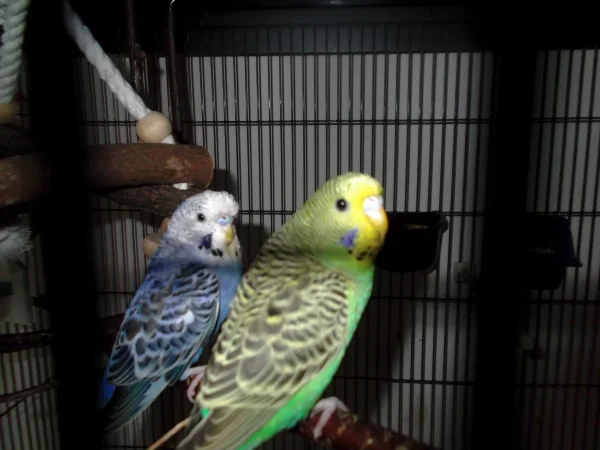 Wellensittich-Bild: Nicky und Nora noch ganz jung - leider ist Nora schon am 23.04.2014 verstorben ...   :-(