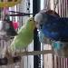 Nicky und Lilly verliebt