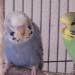 Nicky und Nora