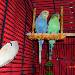 Tweety und Sylvester 2011