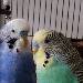 Sylvester und Nicky