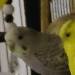 Kuki, Paul und Sweety