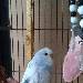 Sweety ganz neu