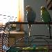 Tweety und Sylvester