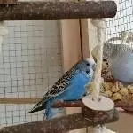 Luis und Sao
