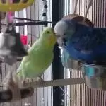 Nicky und Lilly verliebt