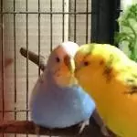 Sweety nähert sich Paul