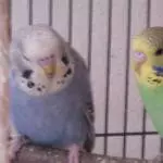 Nicky und Nora