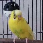 Linda/Paul