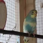 Bonito gefällt´s