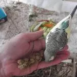 Bonito und die Kolbenhirse 