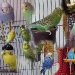 Alle meine Wellis
