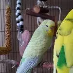 Lilly und Linda, die vllt ein Paul ist....