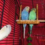 Tweety und Sylvester 2011