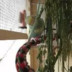 Bonito probiert zum  ersten Mal Gräser
