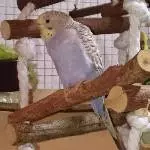 Kuki (oben) Lilly und im Hintergrund Sweety