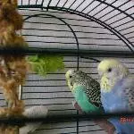 Tweety und Sylvester Ende April 2011