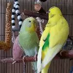 Lilly und Linda/Paul