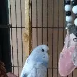 Sweety ganz neu