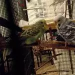 Baby Nicky und Nora