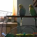 Tweety und Sylvester