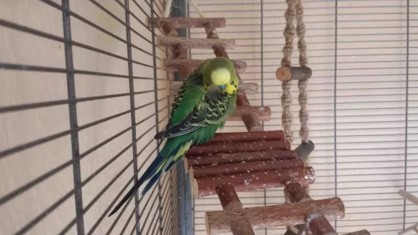 Wellensittich-Bild: Chillen zum Abend hin