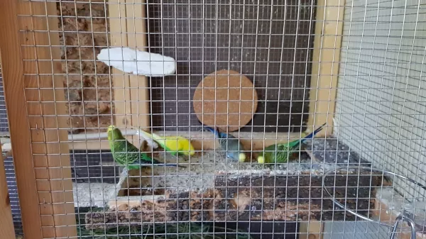 Wellensittich-Bild: Wie kleine Hühner;-)