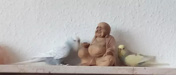 Wellensittich-Bild: Von links nach rechts ;): Bruce, Buddha, Bömmel. Die beiden Spaßvögel bei ihrem Versuch, die Buddha-Holzfigur herunterzuwerfen. 