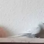 Boah ist der schwer... Eindeutig zuviel Kolbenhirse