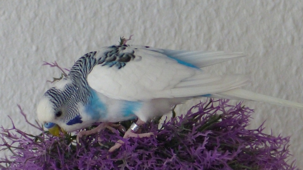 Mecki