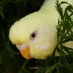 Piepsi im Möhrengrün