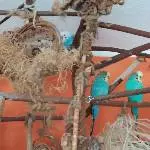Unsere Blauen