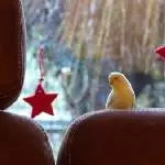 Piepsi und Rojo 