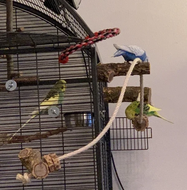 Wellensittich-Bild: Wir haben ein neues Sitzmöbel zum Schreddern angebracht und Lily und Bobby sind schon fleißig. Charlie beobachtet noch und sucht den Weg nach draußen. 