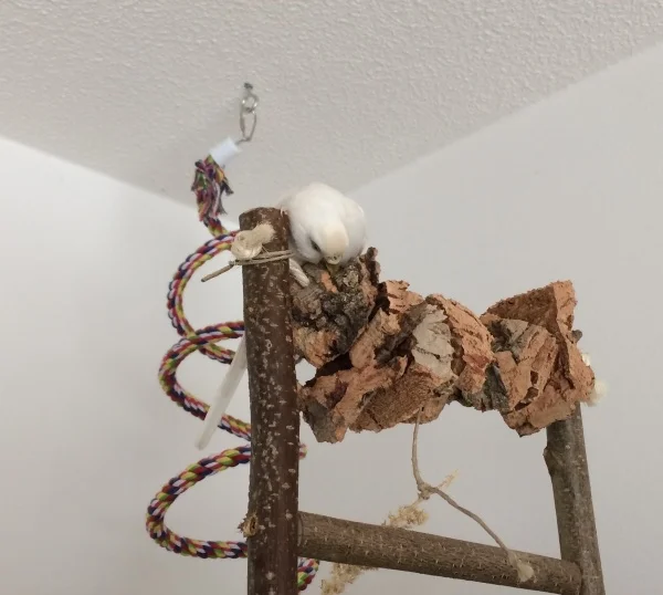 Wellensittich-Bild: Ich liebe es den Kork zu zerpflücken! Vor allem, wenn die Stückchen den Käfig dekorieren.
