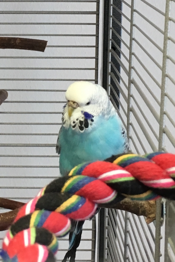 PHPSESSID