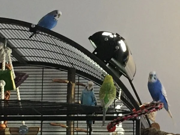 Wellensittich-Bild: Luna kommt endlich mal aus dem Käfig raus und setzt sich aufs Dach. Die anderen drei schauen da etwas erstaunt.