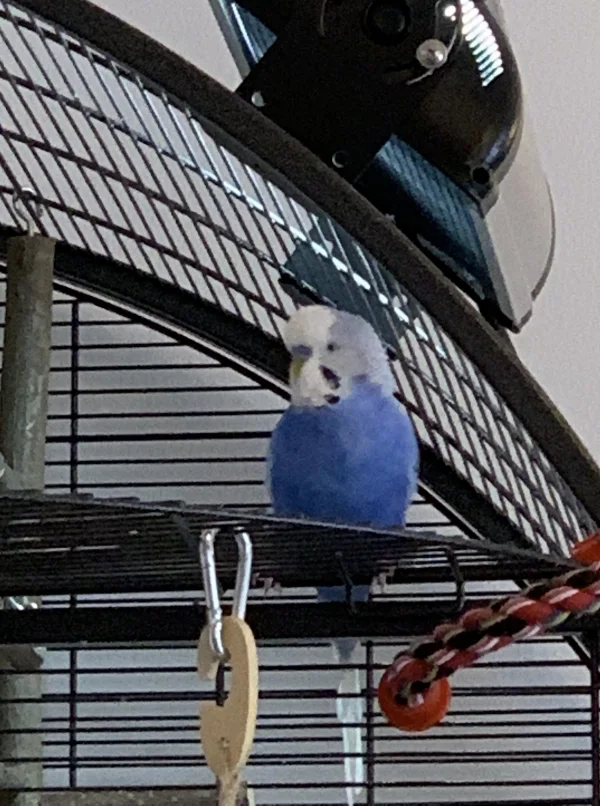Wellensittich-Bild: Bobby erzählt mir sehr gerne von seinen Erlebnissen, wenn er auf dem Balkon des Käfigs sitzt. Da sieht er immer so süß aus. 