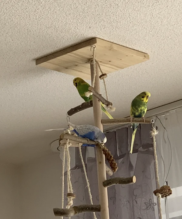 Wellensittich-Bild: Bobby hat schon entdeckt, wie man an die Hirse am Welli-Baum kommt. Lily und Charlie tun noch uninterressiert.