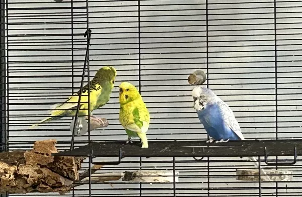 Wellensittich-Bild: Unsere beiden Hähne, Charlie und Bobby, bemühen sich um Emma. Sie sieht aus, als würde sie sagen: Was machen die denn da? Kann ich hier weg?