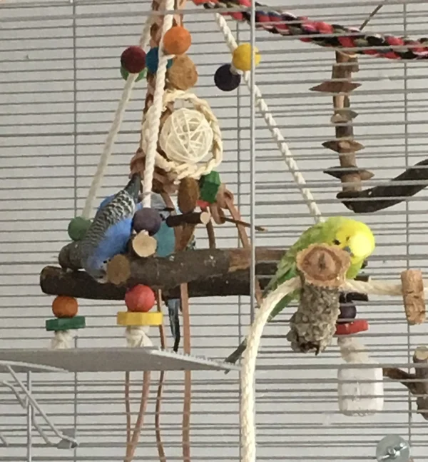 Wellensittich-Bild: Diego plaudert mit der Korksitzstange, denn die Mädels - Luna und Maja - sind am Schreddern und haben keine Zeit. 