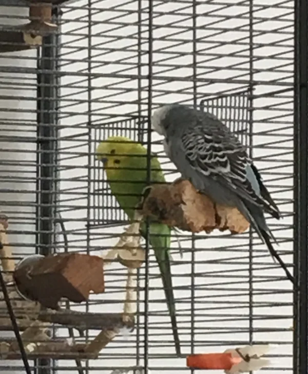 Wellensittich-Bild: Auch durch die Gitterstäbe sind Teddy und Diego sehr gute Freunde.