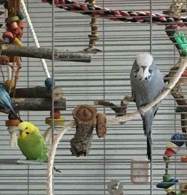 Wellensittich-Bild: Teddy und Diego sehen sehr fluffig aus!
