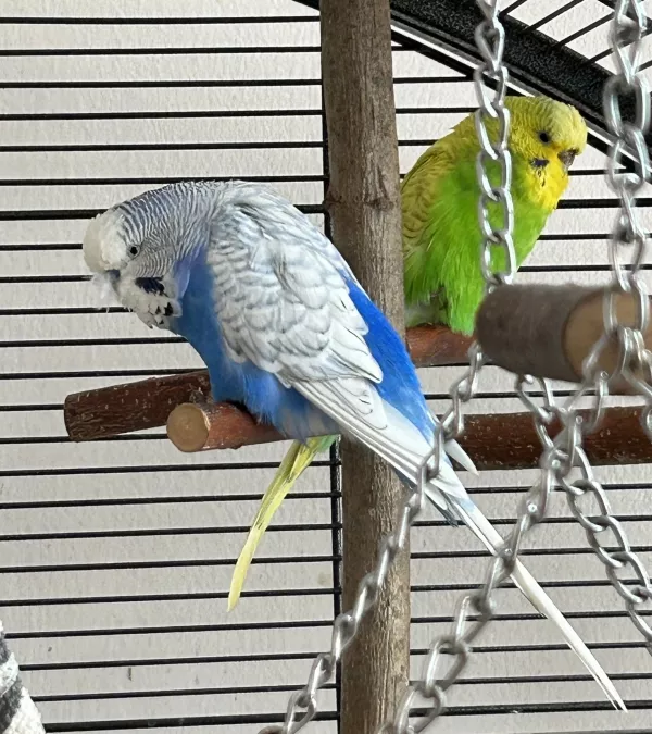 Wellensittich-Bild: Emma (grün): Was hast Du denn auf der Nase? Bobby (blau): Das trägt man jetzt so!