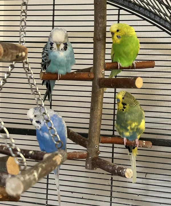Wellensittich-Bild: Alle vier friedlich zusammen, schön nach Farben und nach Henne und Hahn sortiert. Maja (oben links), Emma (oben rechts), Bobby (unten links) und Charlie (unten rechts). 