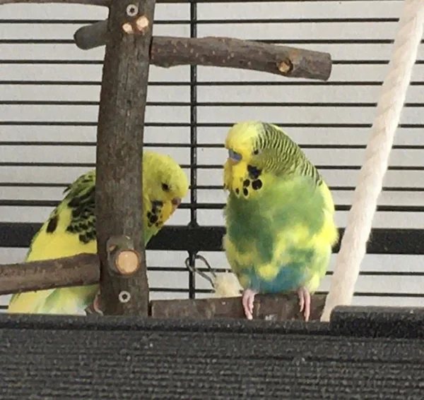 Wellensittich-Bild: Bahnt sich etwas an zwischen Lily und Charlie? Vom Alter und auch von den Farben passen sie ja gut zusammen. Aber wie ist mit dem Verhalten? Es bleibt spannend..