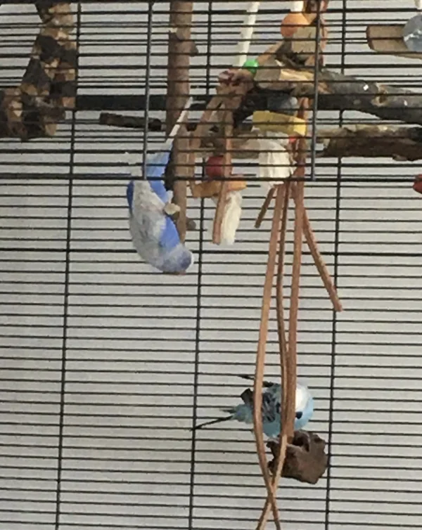 Wellensittich-Bild: Kann man diese Sitzstangen auch von unten anknabbern? Das denkt sich Bobby. Ja, man kann, wenn man sich auf den Kopf stellt. Und Maja schaut zu!