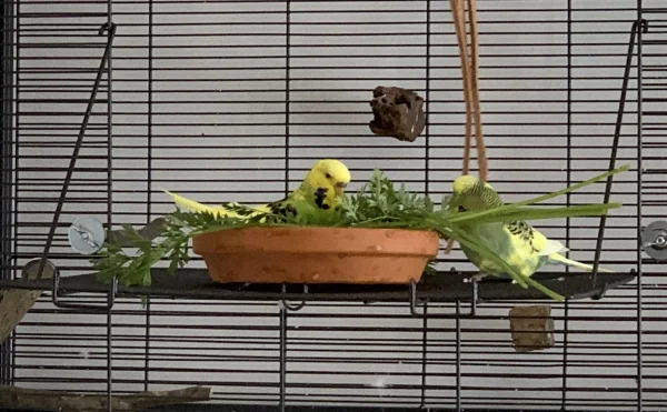 Wellensittich-Bild: Lily stürzt sich hinein, während Charlie noch schaut.